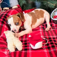 Josh Blue-eyed Pocket, a male Beagle for sale in Falmouth, KY – Photo 5 of 10