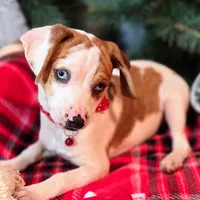 Josh Blue-eyed Pocket, a male Beagle for sale in Falmouth, KY – Photo 2 of 10