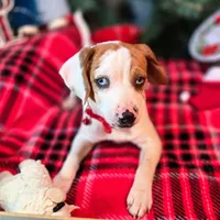 Josh Blue-eyed Pocket, a male Beagle for sale in Falmouth, KY – Photo 6 of 10