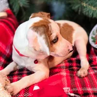 Josh Blue-eyed Pocket, a male Beagle for sale in Falmouth, KY – Photo 4 of 10