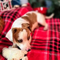 Josh Blue-eyed Pocket, a male Beagle for sale in Falmouth, KY – Photo 7 of 10