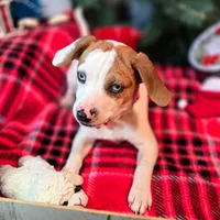 Josh Blue-eyed Pocket, a male Beagle for sale in Falmouth, KY – Photo 9 of 10