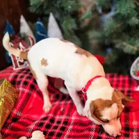 Josh Blue-eyed Pocket, a male Beagle for sale in Falmouth, KY – Photo 10 of 10