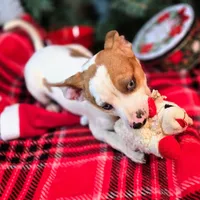 Josh Blue-eyed Pocket, a male Beagle for sale in Falmouth, KY – Photo 3 of 10