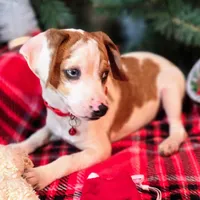 Josh Blue-eyed Pocket, a male Beagle for sale in Falmouth, KY – Photo 8 of 10