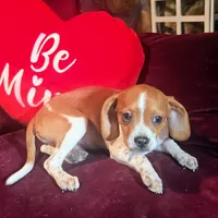 Luke 10# whengrown, a male Beagle for sale in Falmouth, KY – Photo 8 of 10