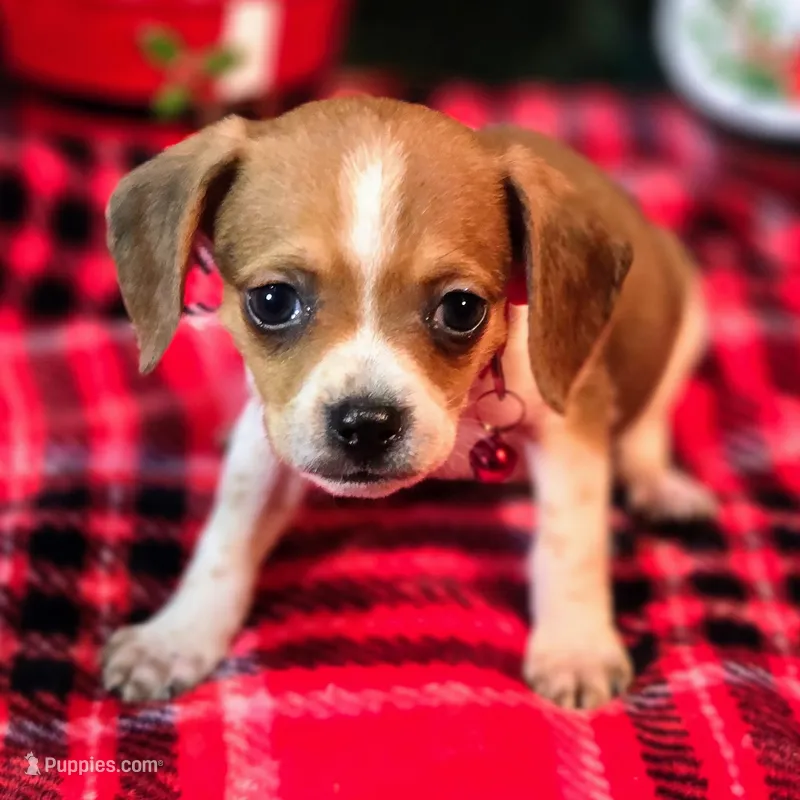 Luke Pixie Pocket Beagle