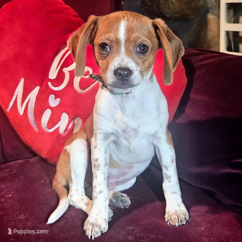 Luke Pocket Beagle – Beagle puppy for sale in Falmouth, KY