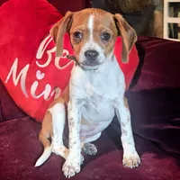 Luke 10# whengrown, a male Beagle for sale in Falmouth, KY – Photo 3 of 10