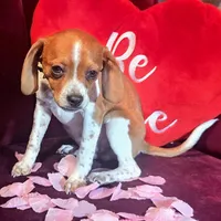 Luke 10# whengrown, a male Beagle for sale in Falmouth, KY – Photo 10 of 10