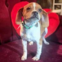 Luke 10# whengrown, a male Beagle for sale in Falmouth, KY – Photo 6 of 10