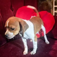 Luke 10# whengrown, a male Beagle for sale in Falmouth, KY – Photo 7 of 10