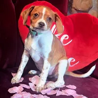 Luke 10# whengrown, a male Beagle for sale in Falmouth, KY – Photo 2 of 10