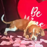 Luke 10# whengrown, a male Beagle for sale in Falmouth, KY – Photo 4 of 10