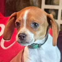 Luke 10# whengrown, a male Beagle for sale in Falmouth, KY – Photo 1 of 10