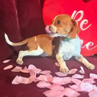 Luke 10# whengrown, a male Beagle for sale in Falmouth, KY – Photo 5 of 10