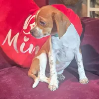 Luke 10# whengrown, a male Beagle for sale in Falmouth, KY – Photo 9 of 10