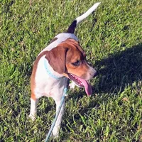 Ice Cream Pocket Beagle, a male Beagle for sale in Falmouth, KY – 5 of 10