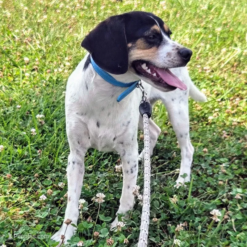 Kaylee Blue-ticked Pocket Beagle – Beagle puppy for sale in Falmouth, KY
