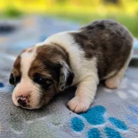 Starr Pocket Beagle, a male Beagle for sale in Falmouth, KY – 5 of 10