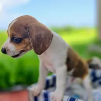 Treasure Pocket Beagle, a male Beagle for sale in Falmouth, KY – 10 of 10