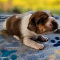 Harrison Pocket Beagle, a male Beagle for sale in Falmouth, KY – 4 of 10