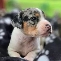 Jewell Pocket Beagle, a female Beagle for sale in Falmouth, KY – 7 of 10