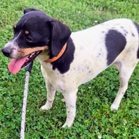 Kenzie Blue-ticked Pocket , a female Beagle for sale in Falmouth, KY – 7 of 9