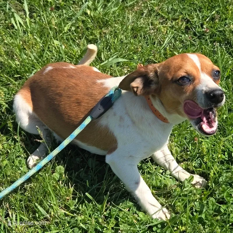 CJ Pocket Beagle – Beagle puppy for sale in Falmouth, KY