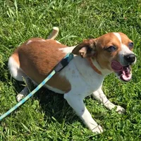 CJ Pocket Beagle, a female Beagle for sale in Falmouth, KY – 5 of 10