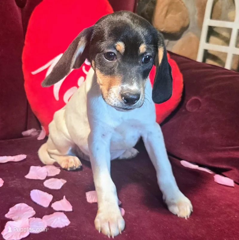 Kenzie Pocket Beagle – Beagle puppy for sale in Falmouth, KY