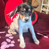 Kenzie Pocket Beagle, a female Beagle for sale in Falmouth, KY – Photo 4 of 9