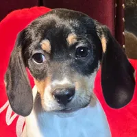 Kenzie Pocket Beagle, a female Beagle for sale in Falmouth, KY – Photo 1 of 9