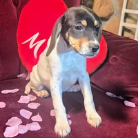 Kenzie Pocket Beagle, a female Beagle for sale in Falmouth, KY – Photo 5 of 9