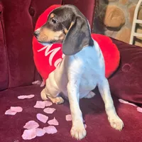 Kenzie Pocket Beagle, a female Beagle for sale in Falmouth, KY – Photo 7 of 9