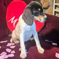 Kenzie Pocket Beagle, a female Beagle for sale in Falmouth, KY – Photo 3 of 9