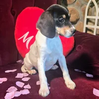 Kenzie Pocket Beagle, a female Beagle for sale in Falmouth, KY – Photo 8 of 9