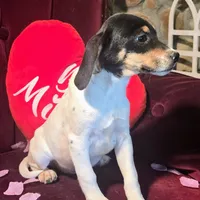 Kenzie Pocket Beagle, a female Beagle for sale in Falmouth, KY – Photo 2 of 9