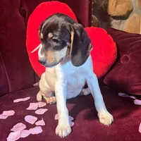 Kenzie Pocket Beagle, a female Beagle for sale in Falmouth, KY – Photo 6 of 9