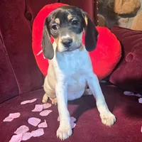 Kenzie Pocket Beagle, a female Beagle for sale in Falmouth, KY – Photo 9 of 9