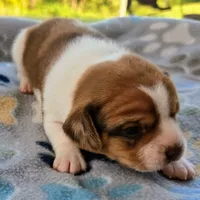 Harrison Pocket Beagle, a male Beagle for sale in Falmouth, KY – 3 of 10