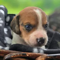 Treasure Pocket Beagle, a male Beagle for sale in Falmouth, KY – 6 of 10