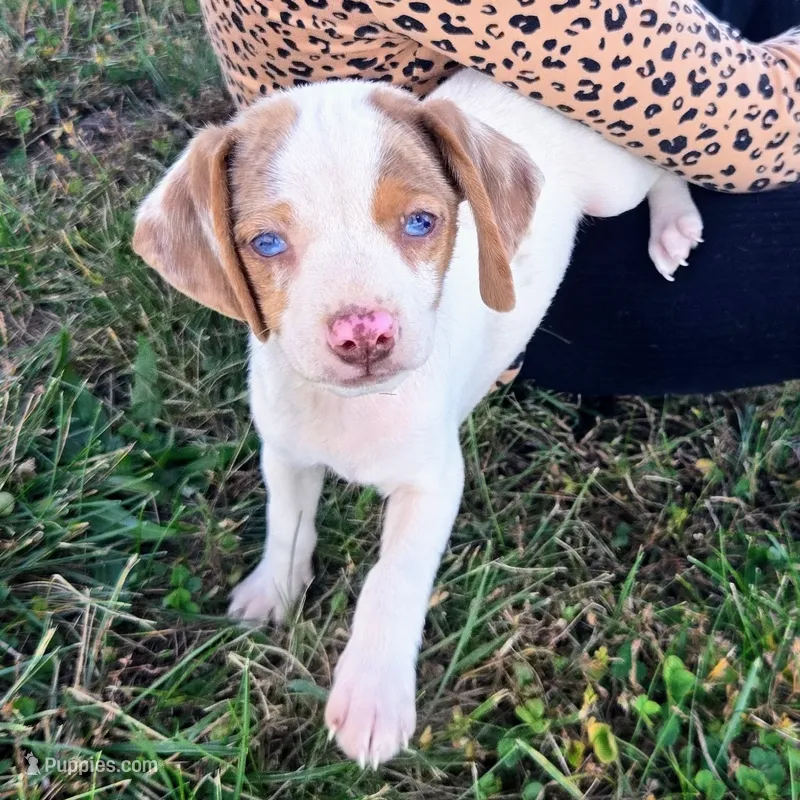 Lennon Pocket Beagle – Beagle puppy for sale in Falmouth, KY
