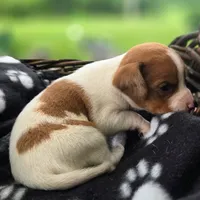 Golden Pocket Beagle, a male Beagle for sale in Falmouth, KY – 9 of 10