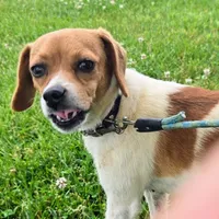 Maui Pocket Beagle, a male Beagle for sale in Falmouth, KY – 7 of 10