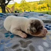 Lennon Pocket Beagle, a male Beagle for sale in Falmouth, KY – 6 of 10