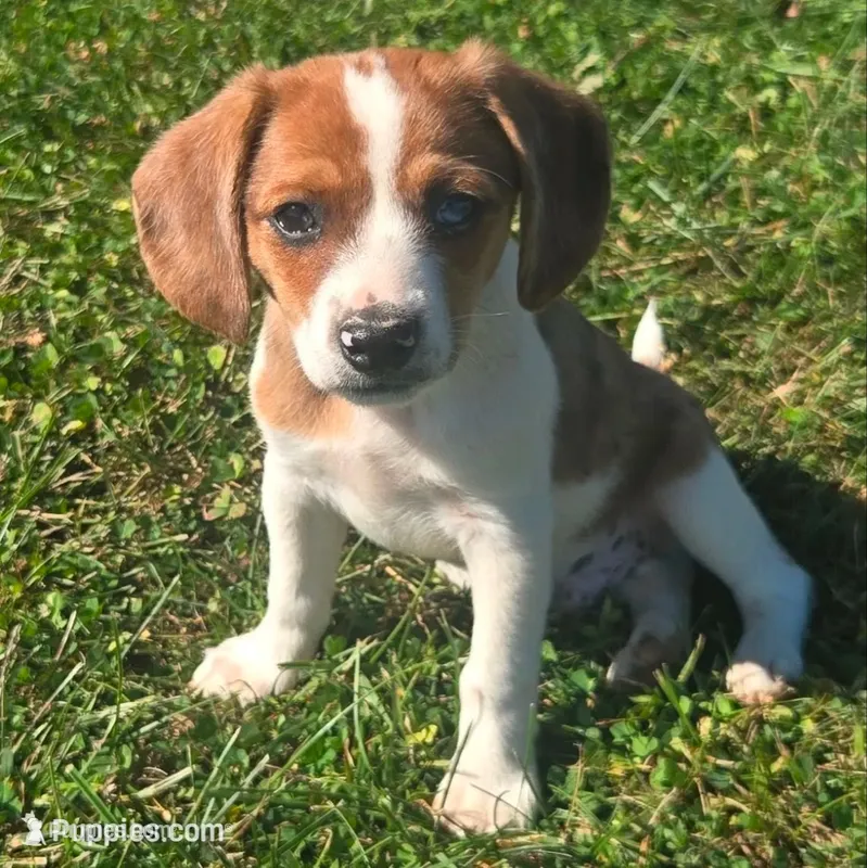 Starr Pocket Beagle – Beagle puppy for sale in Falmouth, KY