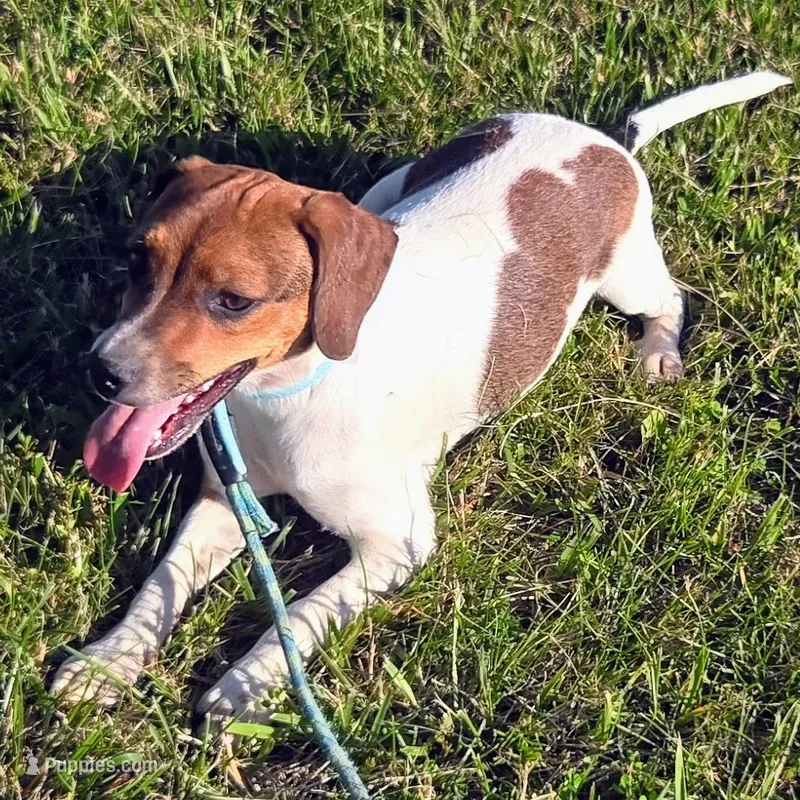 Ice Cream Pocket Beagle – Beagle puppy for sale in Falmouth, KY