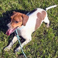 Ice Cream Pocket Beagle, a male Beagle for sale in Falmouth, KY – 3 of 10