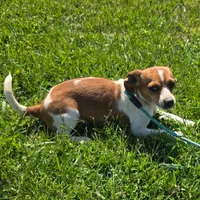 CJ Pocket Beagle, a female Beagle for sale in Falmouth, KY – 4 of 10